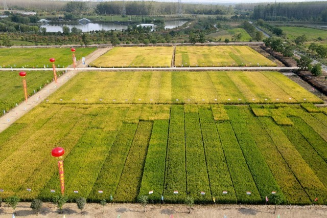 2030有机种植行业：从高端小众到大众普及的市场拐点与增长路径(图1)