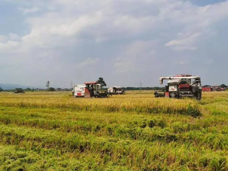 中经评论：擦亮粮食生产生态底色(图1)