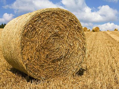 生物量与碳储存关系研究深度研究(图1)