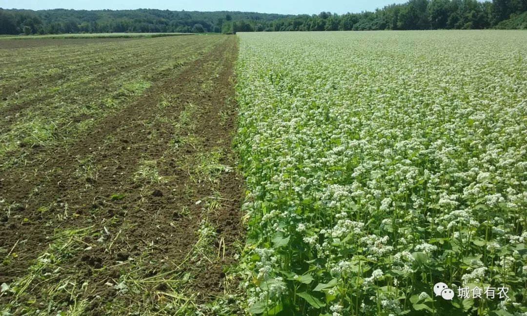 堆肥有助于土壤碳固存(图1)